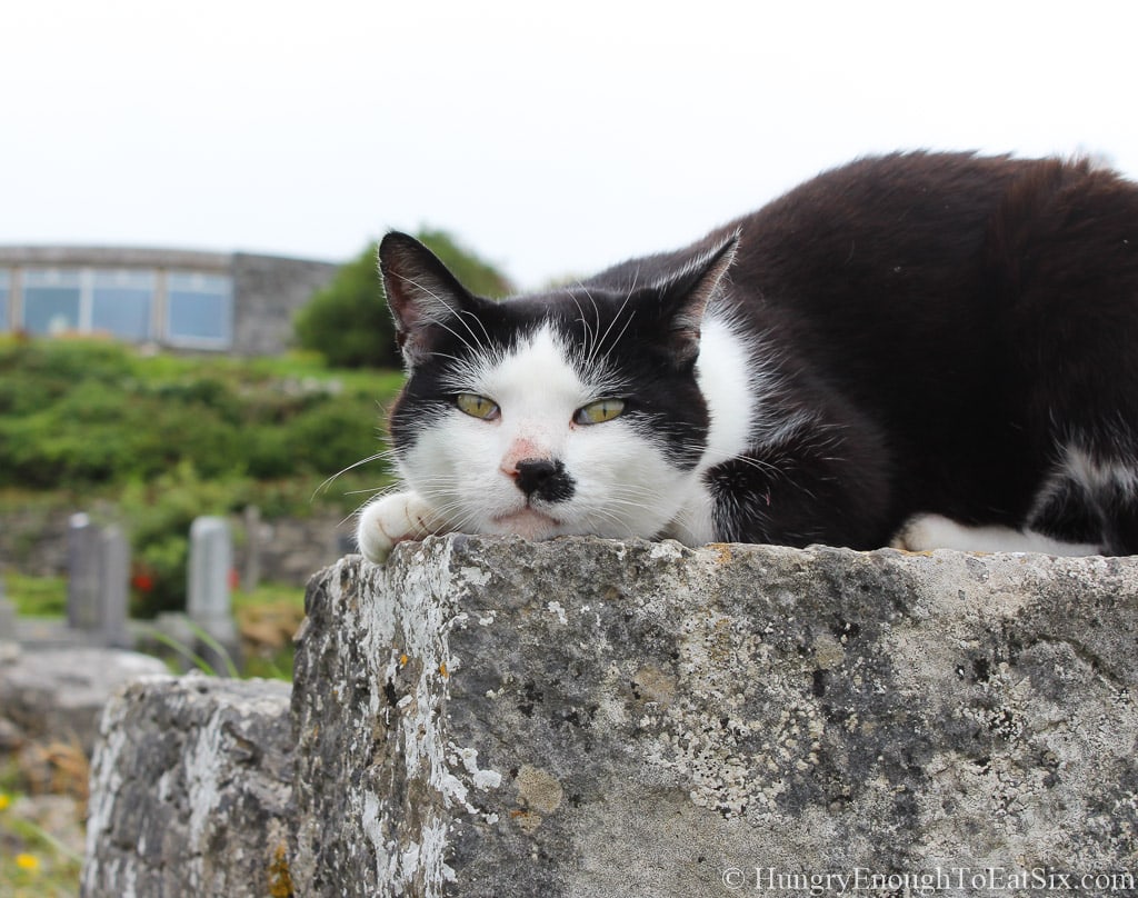 Face of black and white cat lying down on tombstone. 
