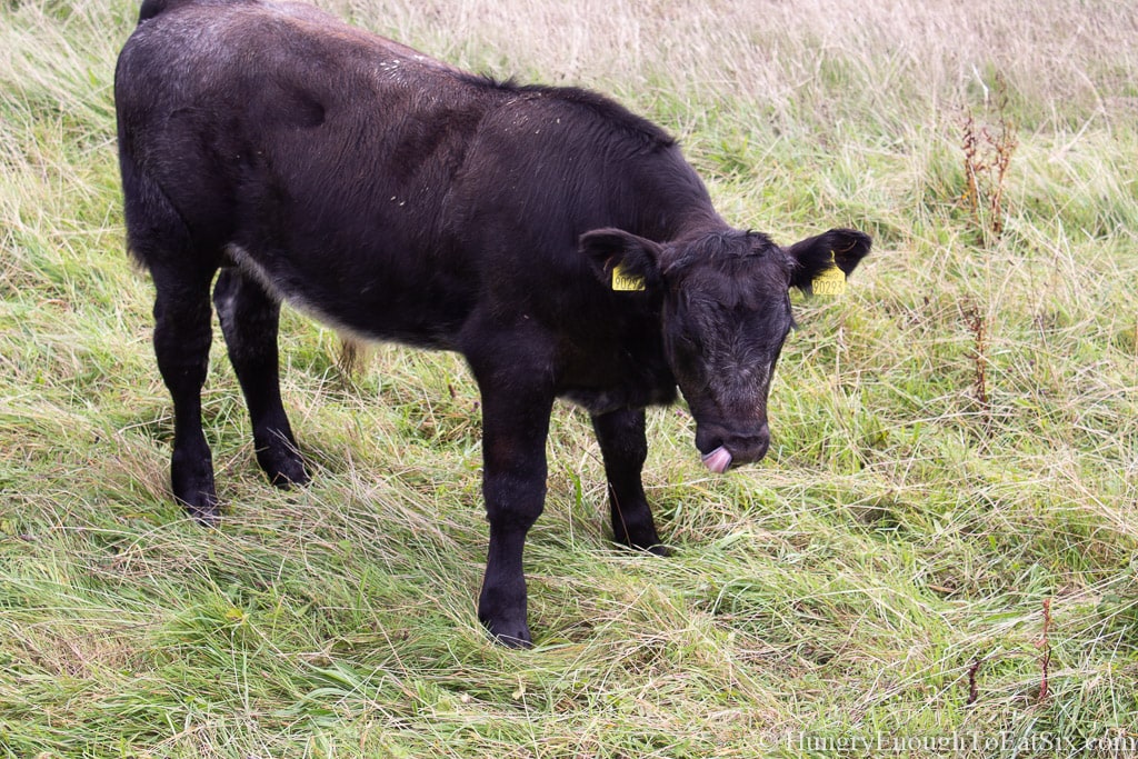 Black bull in a grassy field. 