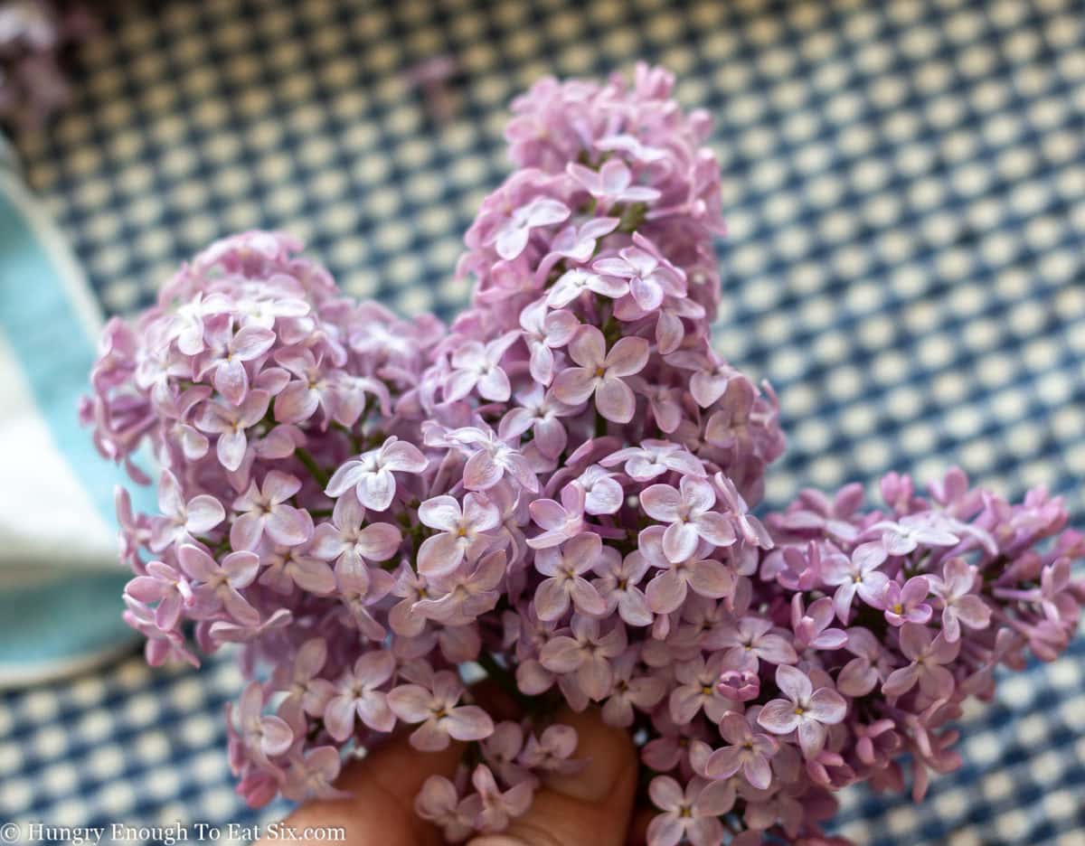 Three lilac sprigs held together in a hand.