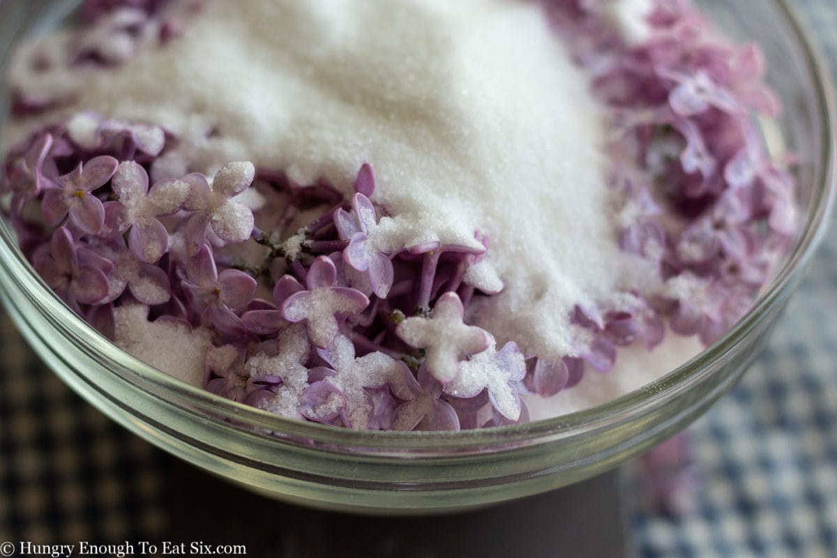 Purple lilac flowers submerged in white sugar.