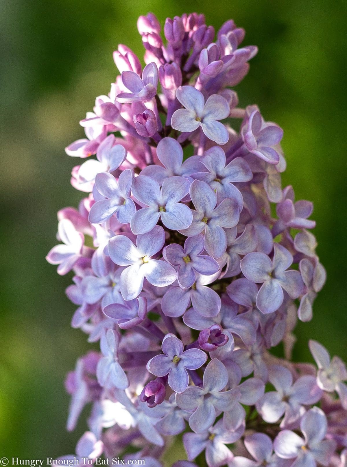Cluster of light purple lilac blooms on the branch.