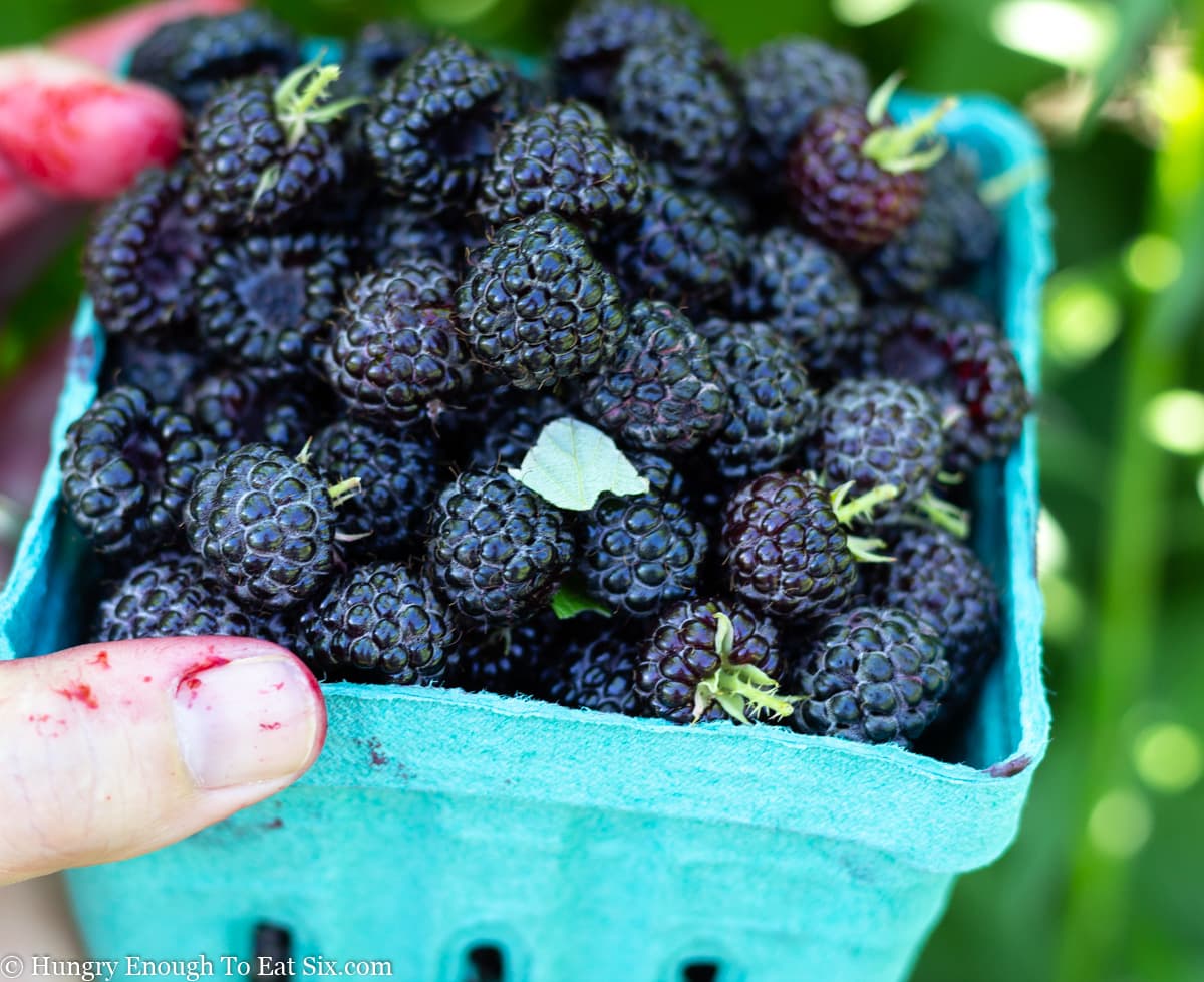 Hand holding a green container of fresh black raspberries.