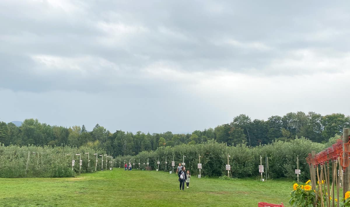 Rows of apple trees marked by signs under cloudy sky.