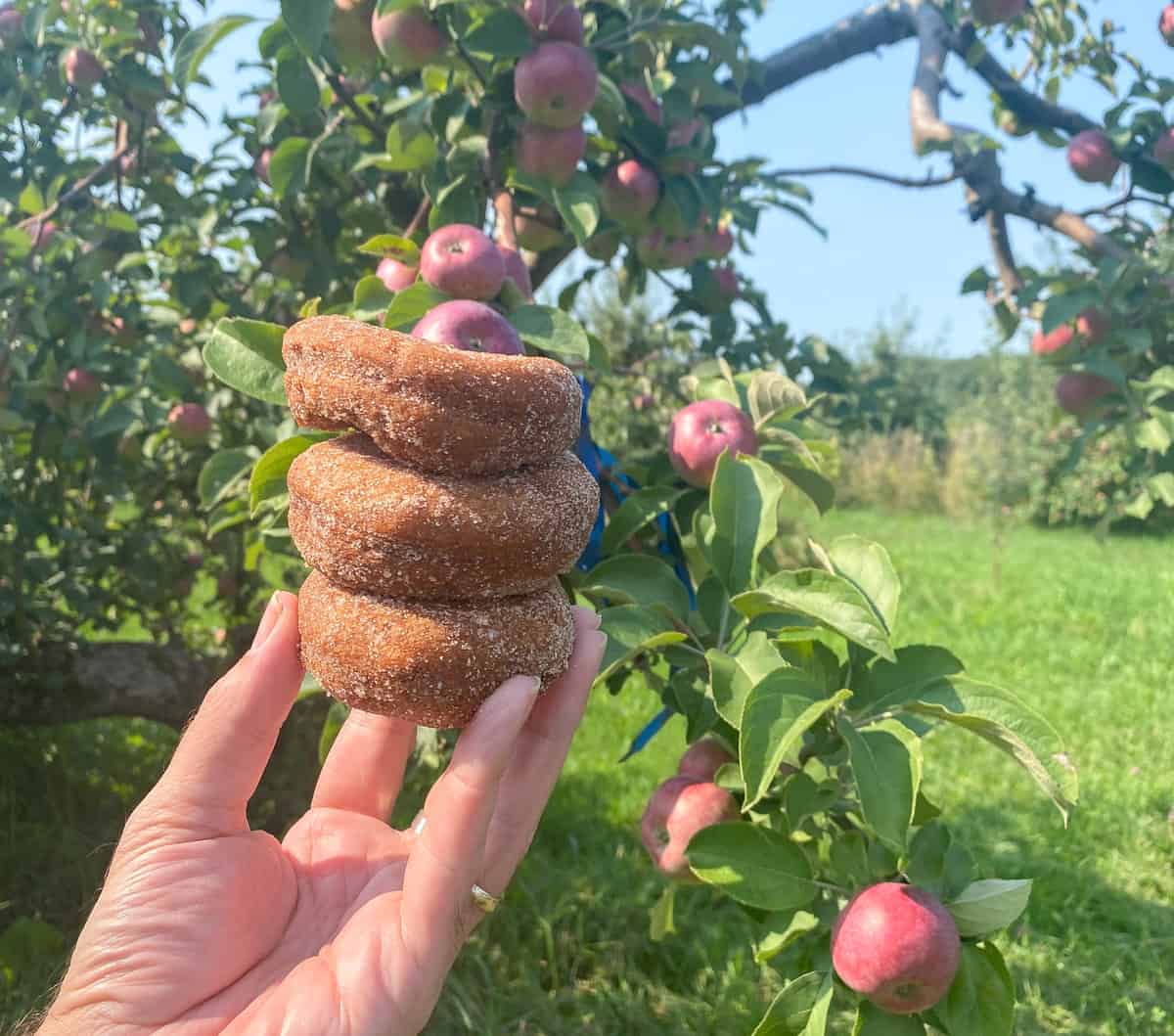 Hand holding three sugar coated donuts in front of apple trees.