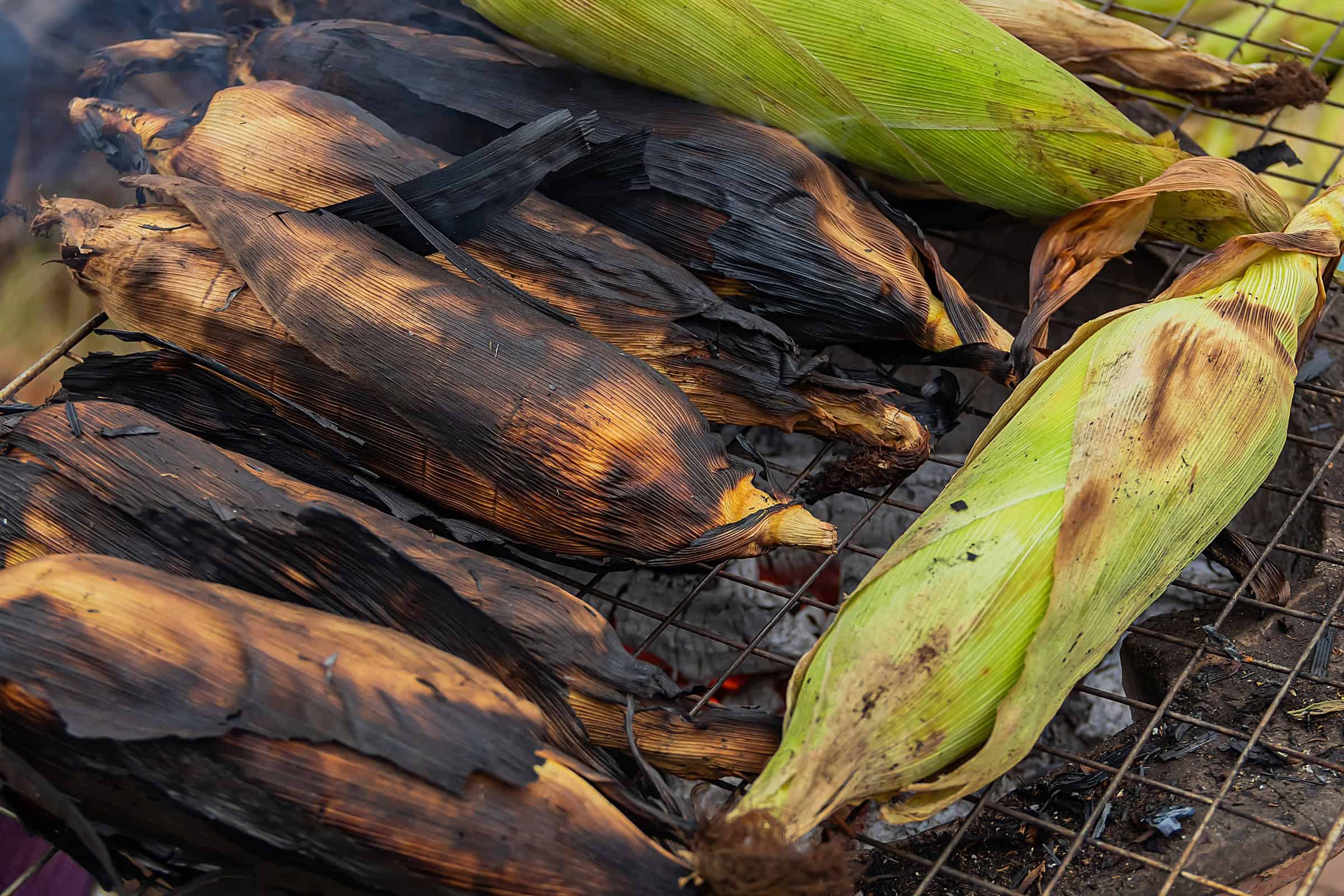 Ears of corn in husks, grilled corn on the cob.