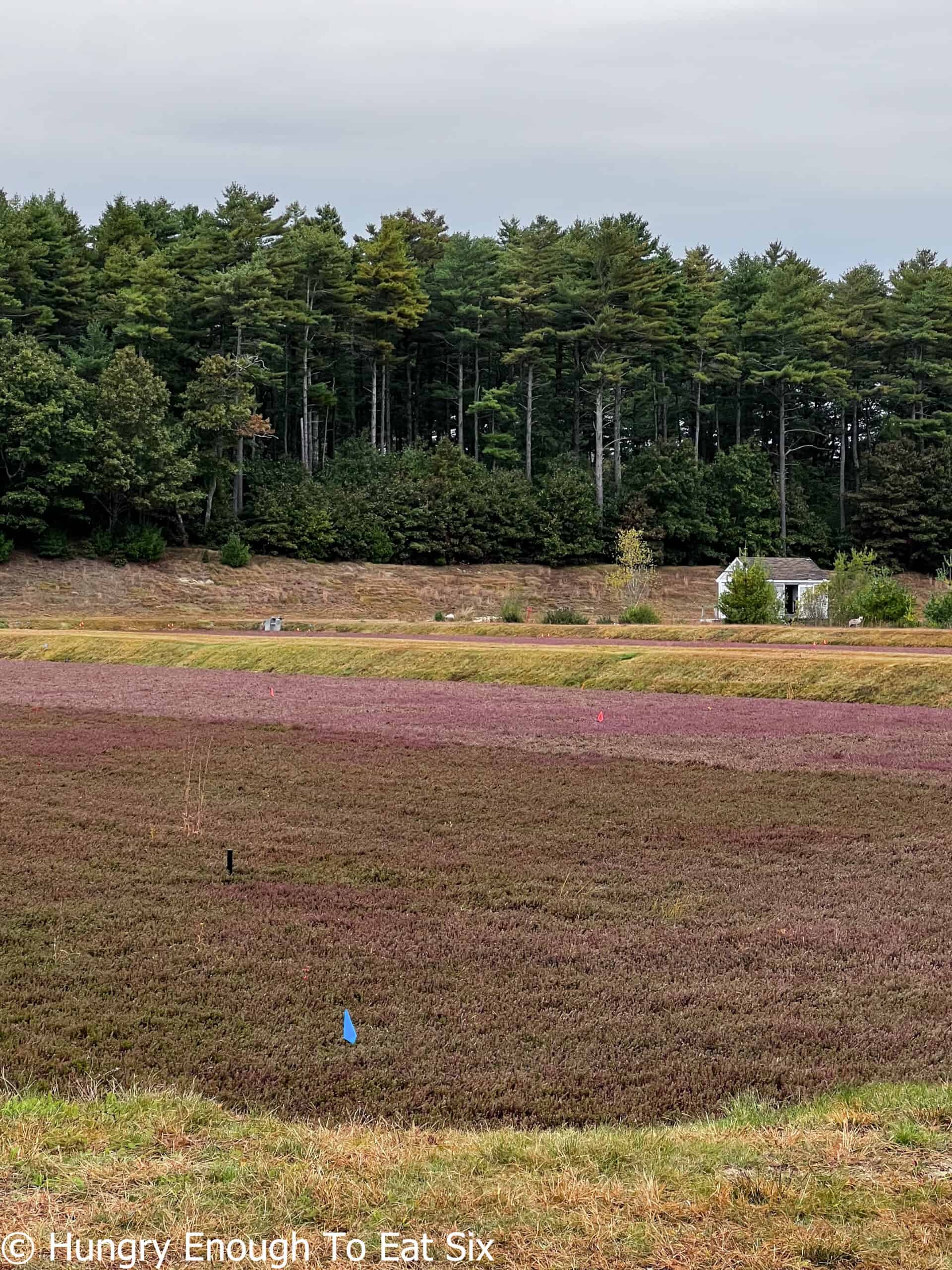 Bog with short cranberry bushes.