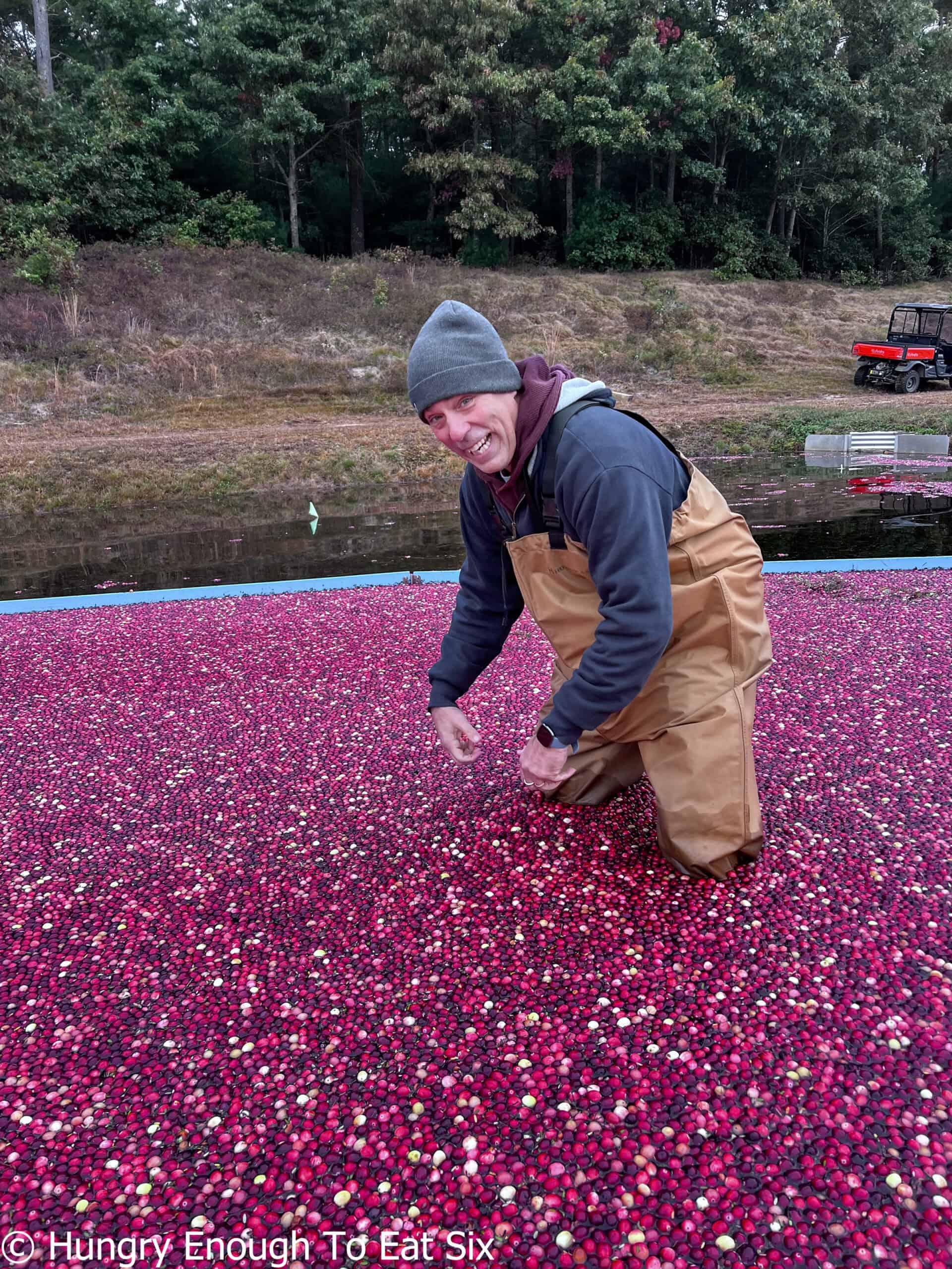 Man with waders standing in water-filled bog with floating berries.