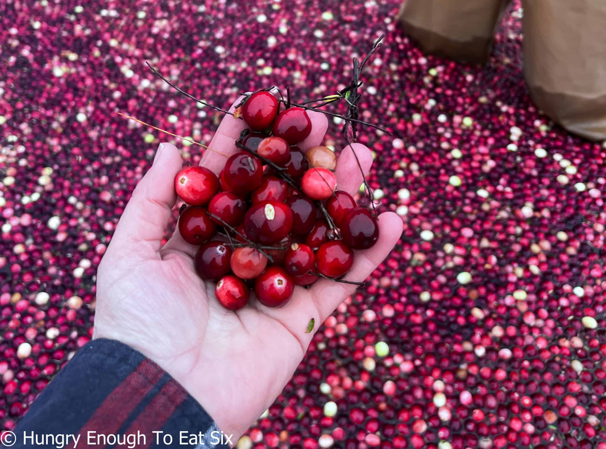 Fresh cranberries in a hand.