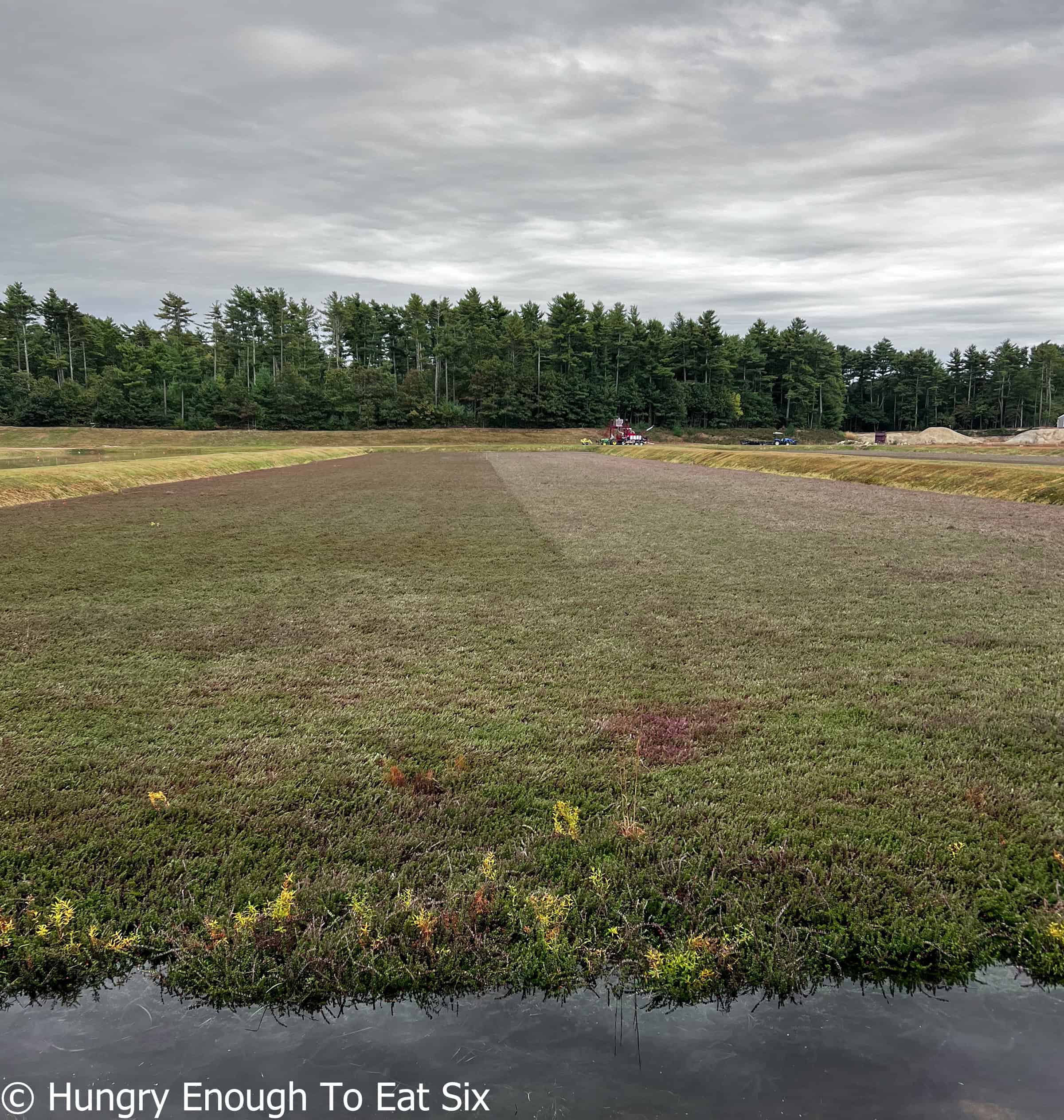 Green cranberry bush-filled field with water at edge.