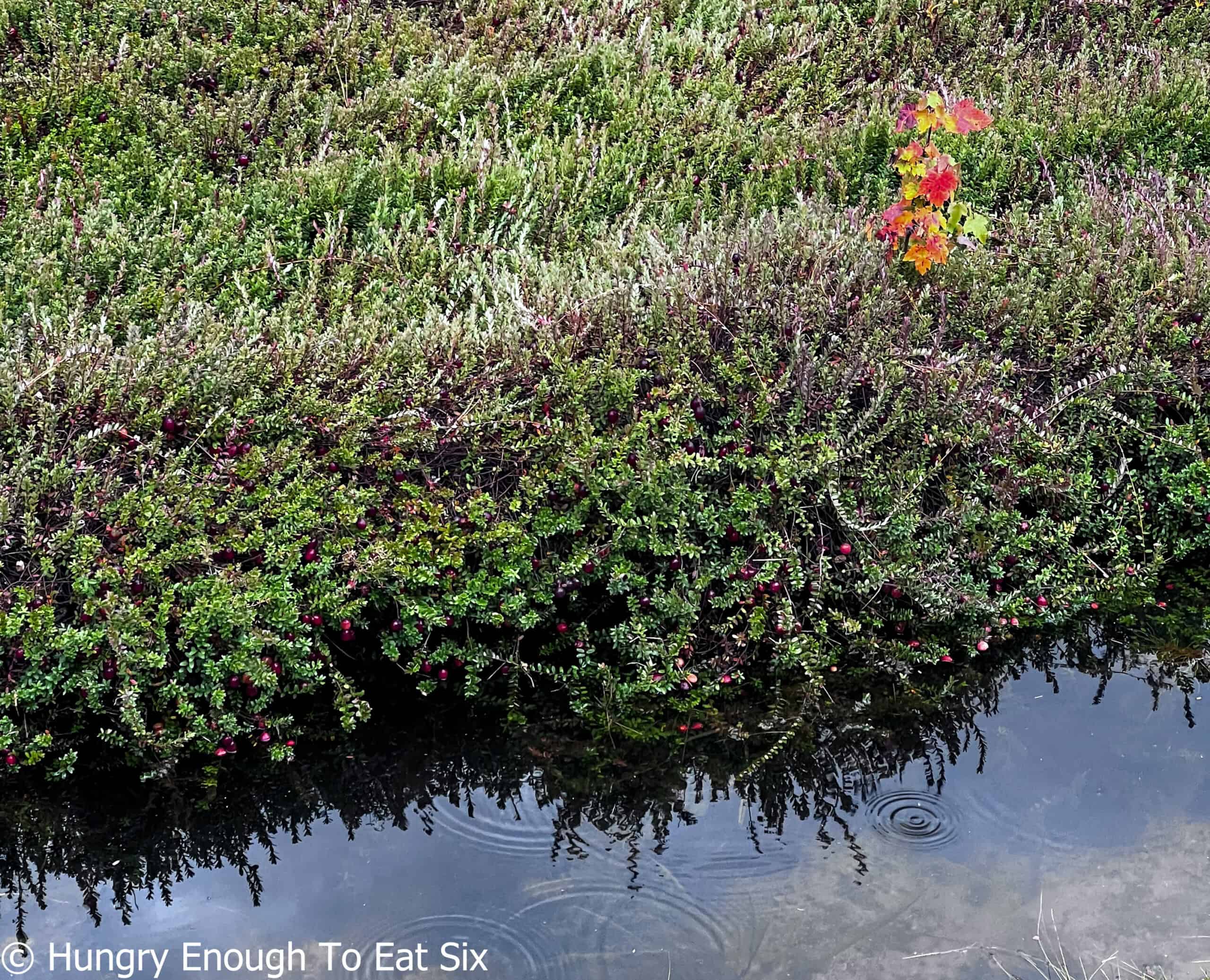 Cranberry bushes with water at edge.