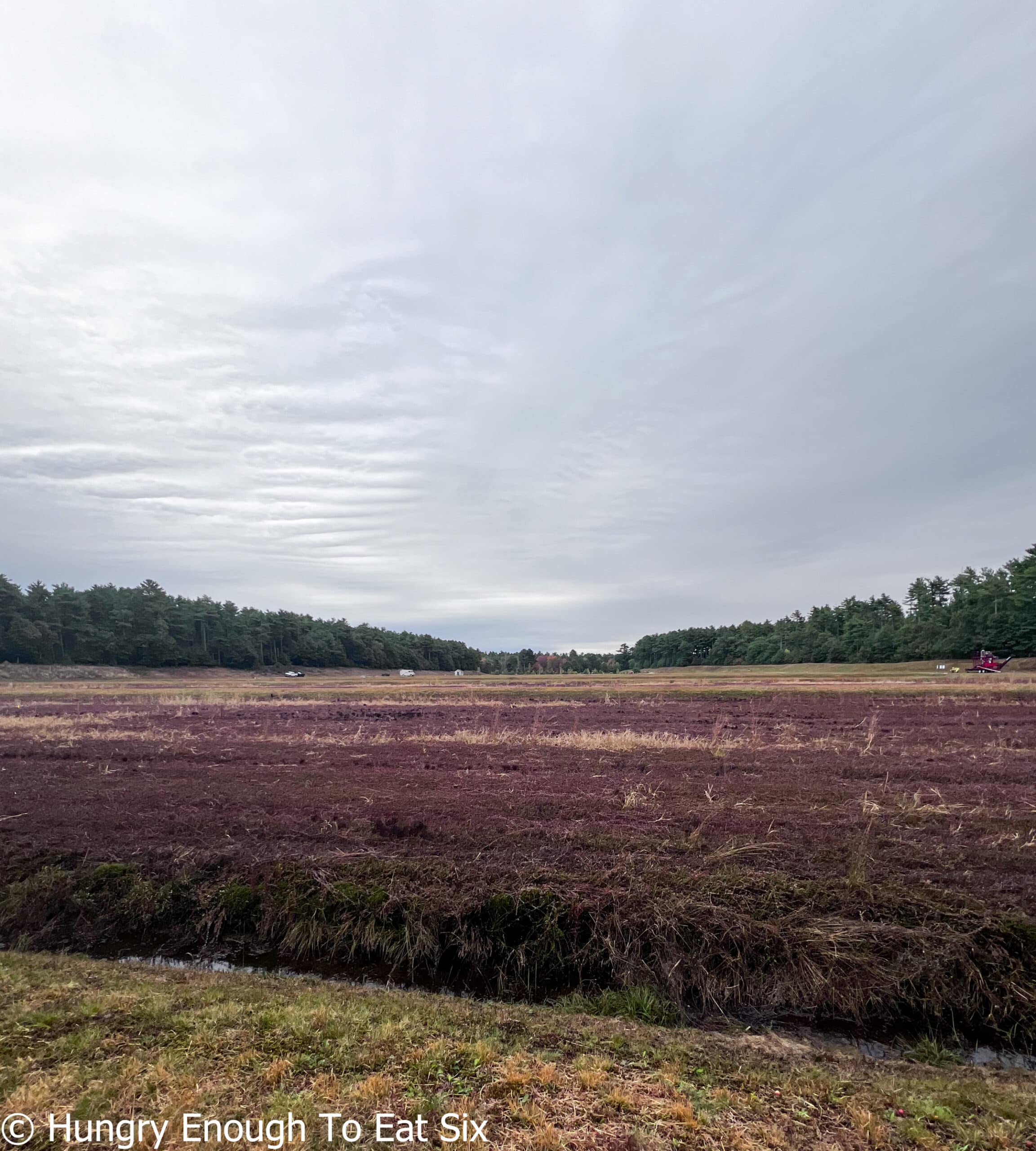 Reddish cranberry shrubs in field.
